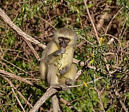 Vervet Monkey eating