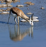 Springbok Antelope - Namibia