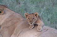 African Lion Cub