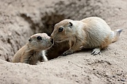 Prairie dogs (genus Cynomys)