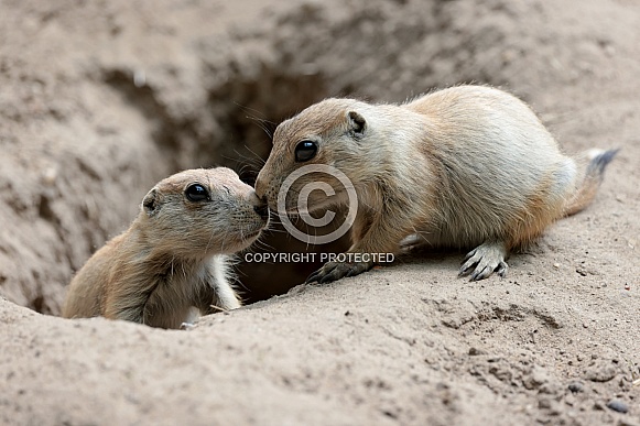 Prairie dogs (genus Cynomys)
