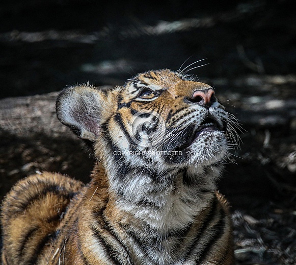 Malayan tiger cubs