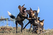 African Wild dog