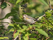 Juvenile Yellow-rumped Warbler in Alaska