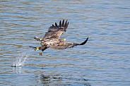 White tailed eagle or European Eagle