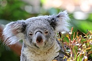 Koala
