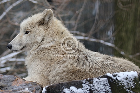 Hudsonbay wolf