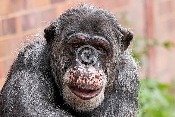 Chimpanzee Close Up Face Shot Looking At Camera