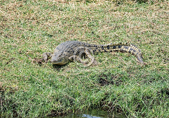 Nile Crocodile