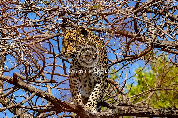 Leopard in Tree