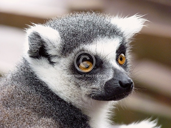 Ring-Tailed Lemur