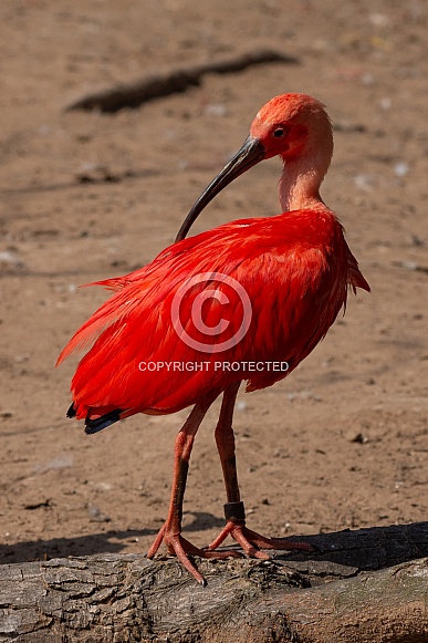 Scarlet Ibis