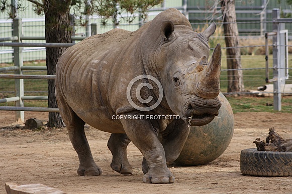 White Rhino