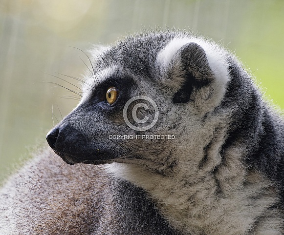 Lemurs