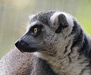 Lemurs