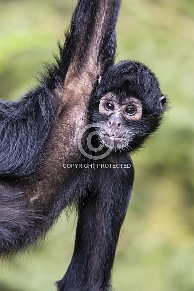 Colombian spider monkey (Ateles fusciceps rufiventris)