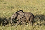 Young baby elephant walking in the grass