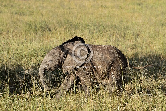 Young baby elephant walking in the grass Young baby elephant walking in the grass