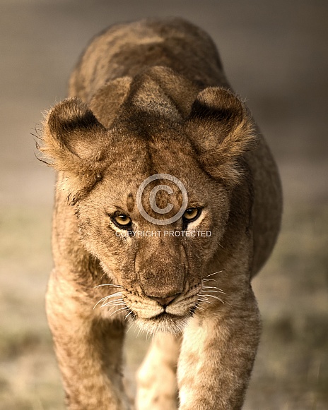 Close up of an intense lion cub