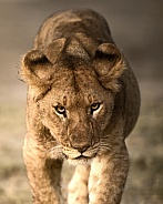 Close up of an intense lion cub