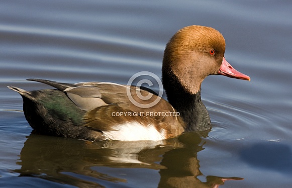 Red-crested Pochard (Netta rufina)