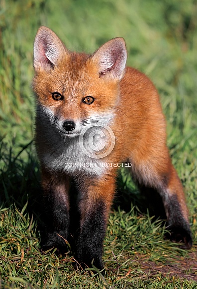 Red Fox