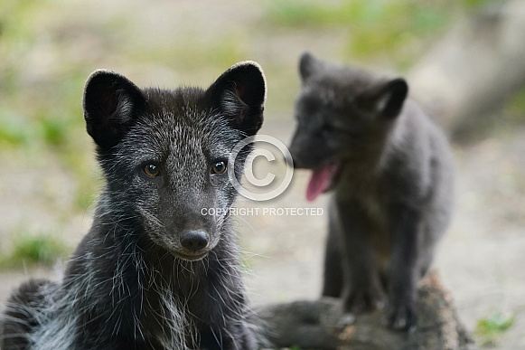 Arctic Fox