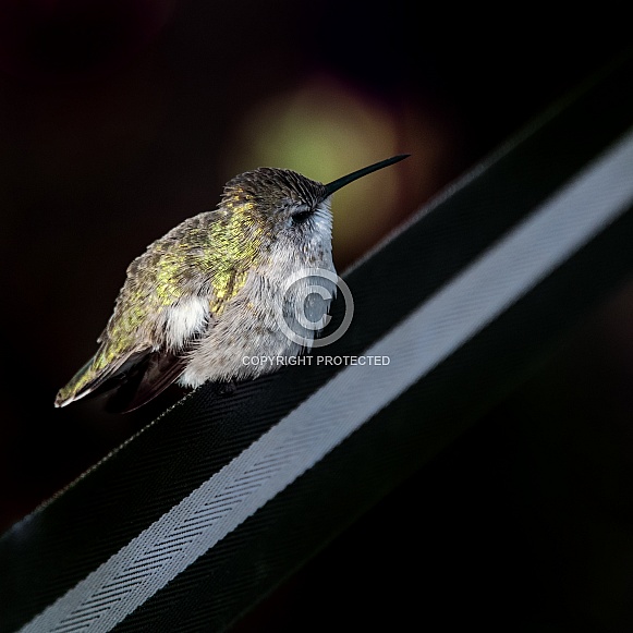 Hummingbird (Female)