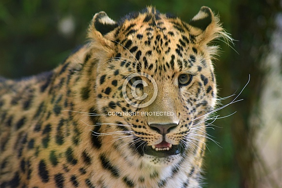 Amur leopard