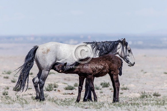 Wild Horse— Onaqui Mountains, Utah Wild Horse— Onaqui Mountains, Utah