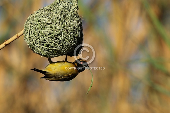 Southern Male Masked Weaver. Southern Male Masked Weaver.