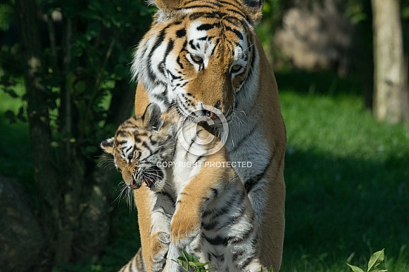 Tiger and Cub Tiger and Cub