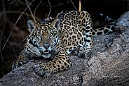 Young jaguar