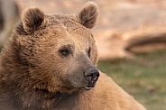 Syrian Brown Bear Close Up