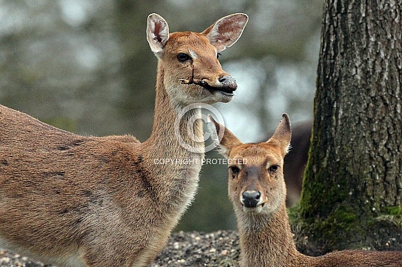 Eld's deer Eld's deer