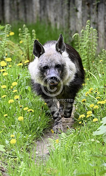 Brown Hyena