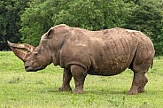 White Rhino Full Body Side Profile