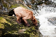 Grizzly bear cub in Alaska