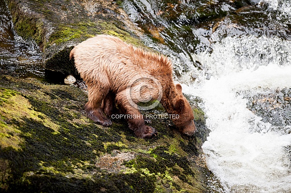 Grizzly bear cub in Alaska