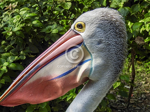 Australian Pelican Australian Pelican