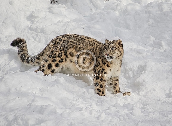 Snow Leopard