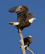 Bald Eagle