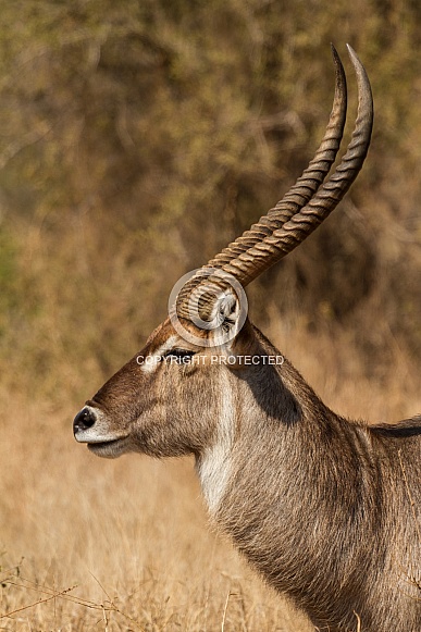Waterbuck