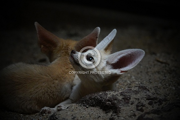 Fennec Fox