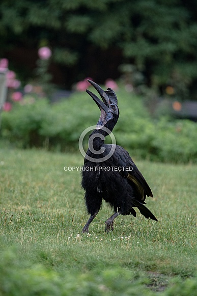 Abyssinian ground hornbill
