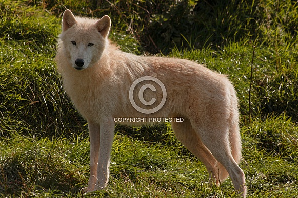 Arctic Wolf Standing Tall