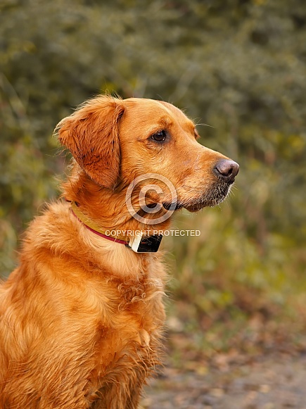 Golden Retriever