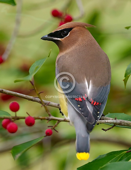 Cedar Waxwing Cedar Waxwing