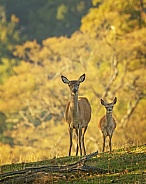 Red Deer Hind and Fawn