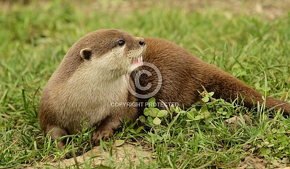 Otter